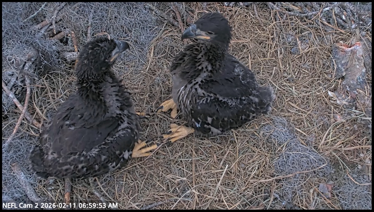 Two bald eagle chicks